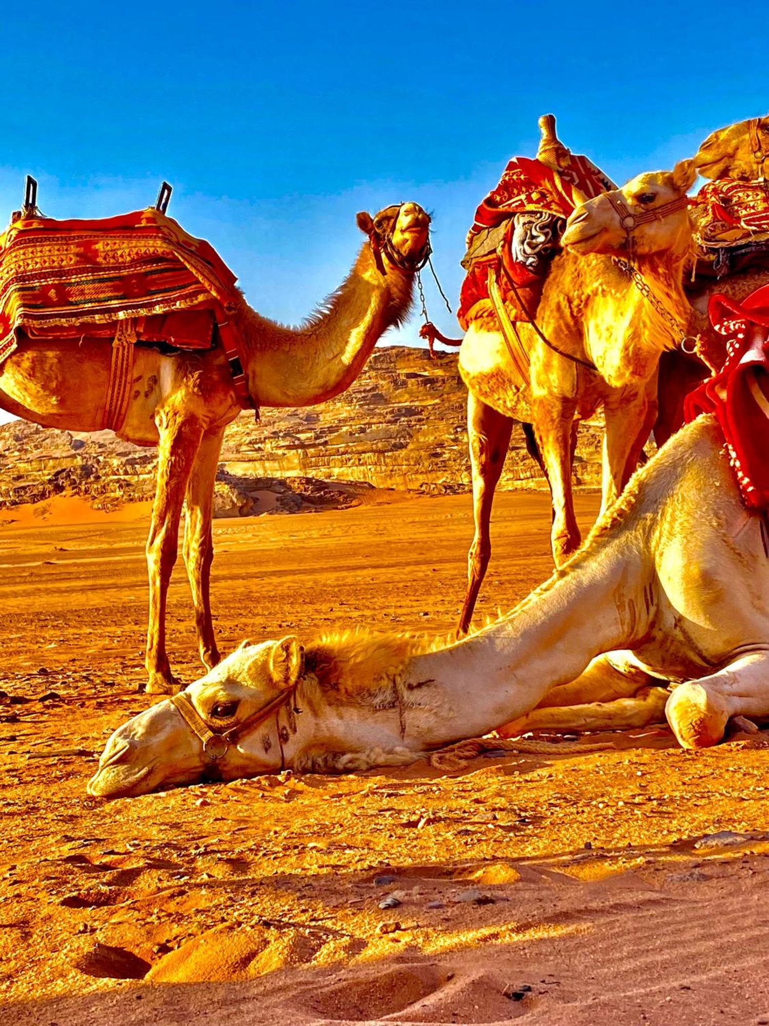 Rum Relaxation Luxury Camp Wadi Rum Extérieur photo